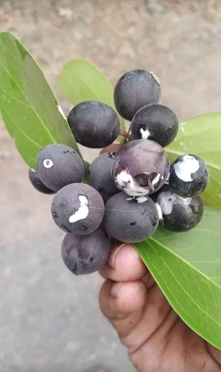 ಕರಂಡೆಕಾಯಿ ಅಂದರೆ ಗೊತ್ತಾ: ಅದರ ವಿಶೇಷತೆ ಏನು